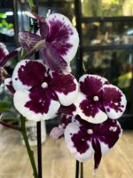Phalaenopsis Untold, storczyk o głębokich burgundowych woskowych kwiatach, rzadka odmiana kolekcjonerska, lśniące płatki i ciemnozielone liście, Variegarden.
