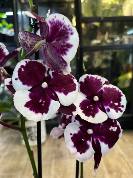 Phalaenopsis Untold, storczyk o głębokich burgundowych woskowych kwiatach, rzadka odmiana kolekcjonerska, lśniące płatki i ciemnozielone liście, Variegarden.