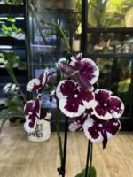 Phalaenopsis Untold / storczyk - obrazek 3
