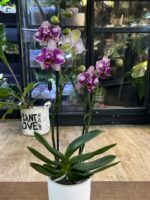 Phalaenopsis Yolo / storczyk - obrazek 3