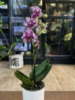 Phalaenopsis Yolo / storczyk - obrazek 2