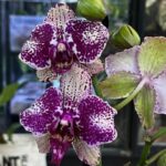 Phalaenopsis Yolo, storczyk o intensywnych purpurowych woskowych kwiatach, rzadka odmiana kolekcjonerska, lśniące płatki i ciemnozielone liście, Variegarden.