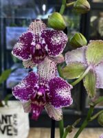 Phalaenopsis Yolo, storczyk o intensywnych purpurowych woskowych kwiatach, rzadka odmiana kolekcjonerska, lśniące płatki i ciemnozielone liście, Variegarden.