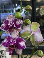 Phalaenopsis Yolo / storczyk - obrazek 4