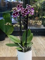 Phalaenopsis Younghome Chocolate / storczyk - obrazek 5