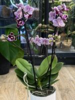 Phalaenopsis Younghome Chocolate / storczyk - obrazek 4