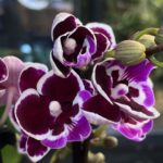 Phalaenopsis Younghome Chocolate, storczyk o brązowych woskowych kwiatach, rzadka odmiana kolekcjonerska, ciemnoczekoladowa orchidea, lśniące płatki i kontrastowa warżka, Variegarden.