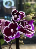 Phalaenopsis Younghome Chocolate, storczyk o brązowych woskowych kwiatach, rzadka odmiana kolekcjonerska, ciemnoczekoladowa orchidea, lśniące płatki i kontrastowa warżka, Variegarden.