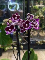 Phalaenopsis Younghome Chocolate / storczyk - obrazek 3