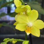 Phalaenopsis multiflora yellow, kolekcjonerski storczyk o licznych żółtych kwiatach, intensywnie żółta orchidea z pomarańczową warżką, liczne pąki na pędzie, Variegarden.