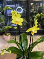 Phalaenopsis Multiflora Yellow / storczyk - obrazek 4