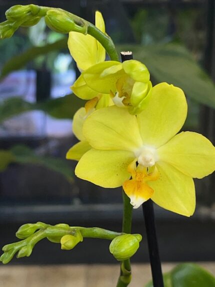Phalaenopsis multiflora yellow, kolekcjonerski storczyk o licznych żółtych kwiatach, intensywnie żółta orchidea z pomarańczową warżką, liczne pąki na pędzie, Variegarden.