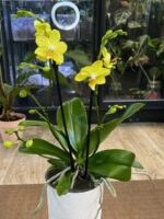 Phalaenopsis Multiflora Yellow / storczyk - obrazek 3