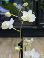 Phalaenopsis Miniaturka  / storczyk - obrazek 5