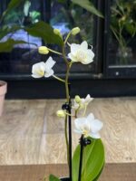 Phalaenopsis Miniaturka  / storczyk - obrazek 4