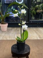 Phalaenopsis Miniaturka  / storczyk - obrazek 3