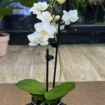 Biały storczyk Phalaenopsis miniatura, kompaktowa orchidea o śnieżnobiałych kwiatach z żółtą warżką, mała roślina doniczkowa w czarnej osłonce, liczne pąki, Variegarden.