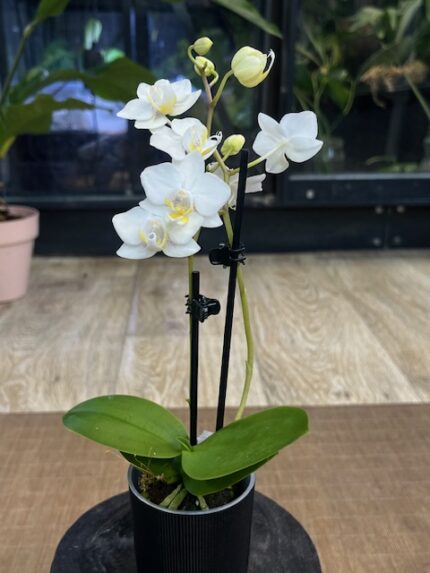 Biały storczyk Phalaenopsis miniatura, kompaktowa orchidea o śnieżnobiałych kwiatach z żółtą warżką, mała roślina doniczkowa w czarnej osłonce, liczne pąki, Variegarden.