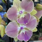 Phalaenopsis Limited 21 Big Lip, kolekcjonerski storczyk o dużych limonkowo-różowych kwiatach, rzadka orchidea z szeroką warżką, pęd z licznymi pąkami, Variegarden.
