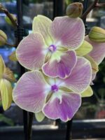 Phalaenopsis Limited 21 Big Lip, kolekcjonerski storczyk o dużych limonkowo-różowych kwiatach, rzadka orchidea z szeroką warżką, pęd z licznymi pąkami, Variegarden.
