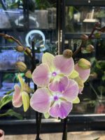 Phalaenopsis Fangmei Sunlight 3.0 / storczyk - obrazek 3