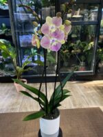 Phalaenopsis Fangmei Sunlight 3.0 / storczyk - obrazek 5