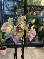Phalaenopsis Fangmei Sunlight 3.0 / storczyk - obrazek 4