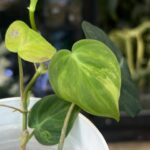 Philodendron Micans variegata