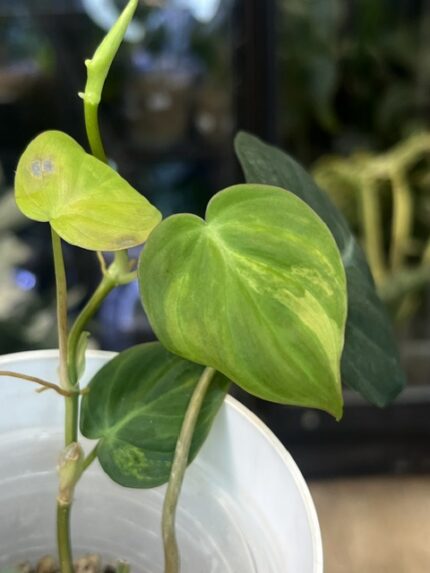 Philodendron Micans variegata