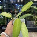 Philodendron Whipple Way (1)