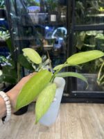 Philodendron Whipple Way #3 - obrazek 2