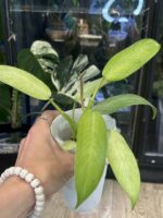 Philodendron Whipple Way #3 - obrazek 3