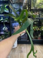 Platycerium SS Foong #1 - obrazek 3