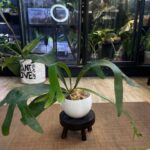 Platycerium SS Foong, rzadka hybryda łosich rogów o gęsto rozwidlonych zielonych liściach, kolekcjonerska paproć epifityczna, unikatowy okaz o koronkowym pokroju, Variegarden.