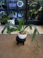 Platycerium SS Foong #1 - obrazek 5
