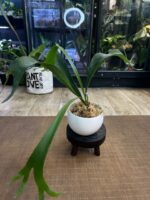 Platycerium SS Foong #1 - obrazek 4
