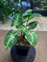 Syngonium Panda #1 - obrazek 4