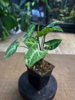 Syngonium Panda #1 - obrazek 3