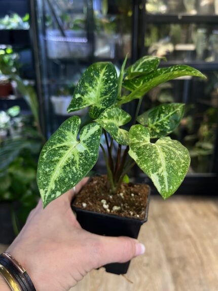Syngonium Panda strzałkowate ciemnozielone liście z nieregularnymi białymi i miętowymi plamkami rzadka zroślicha kolekcjonerska Variegarden alt tag