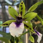 Zygopetalum Adelaide Meadows, kolekcjonerski pachnący storczyk o limonkowych płatkach z brązowymi plamkami, biała pofalowana warżka z fioletowym wzorem, rzadka orchidea, Variegarden.