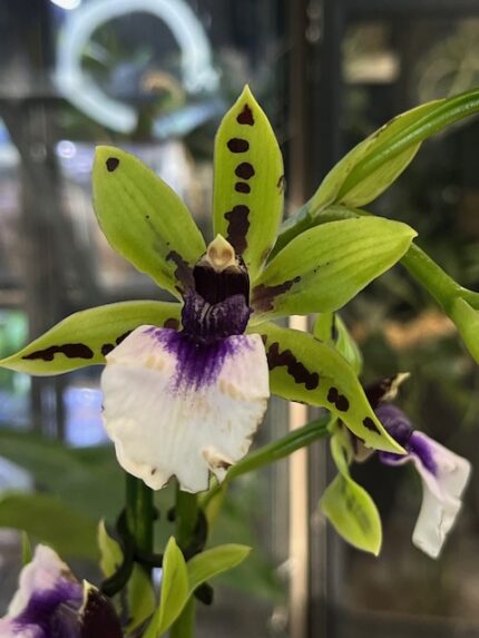 Zygopetalum Adelaide Meadows, kolekcjonerski pachnący storczyk o limonkowych płatkach z brązowymi plamkami, biała pofalowana warżka z fioletowym wzorem, rzadka orchidea, Variegarden.
