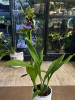 Zygopetalum Kiwi Korker / storczyk - obrazek 2