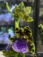 Zygopetalum Kiwi Korker / storczyk - obrazek 3