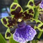 Zygopetalum Kiwi Korker, kolekcjonerski storczyk o pachnących fioletowo-brązowych kwiatach, egzotyczna orchidea o białej żyłkowanej warżce, rzadka roślina domowa, Variegarden.