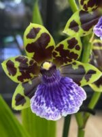 Zygopetalum Kiwi Korker, kolekcjonerski storczyk o pachnących fioletowo-brązowych kwiatach, egzotyczna orchidea o białej żyłkowanej warżce, rzadka roślina domowa, Variegarden.