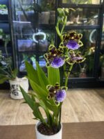 Zygopetalum Kiwi Korker / storczyk - obrazek 5