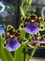 Zygopetalum Kiwi Korker / storczyk - obrazek 6