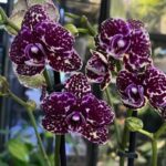 Phalaenopsis Wild Cat / storczyk