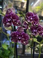 Phalaenopsis Wild Cat / storczyk