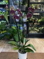 Phalaenopsis Wild Cat / storczyk - obrazek 4